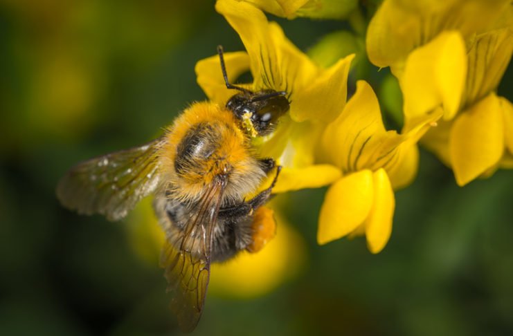 Las abejas los animales más importantes del planeta, según expertos - ItagüíHoy