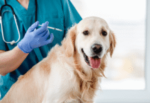 jornada gratuita para proteger a perros y gatos de la rabia