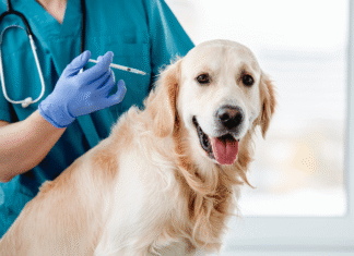 jornada gratuita para proteger a perros y gatos de la rabia